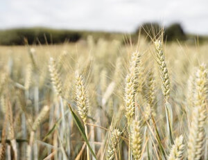 红色风暴再起!马德里竞技触底反弹,连胜之路铸就新传奇